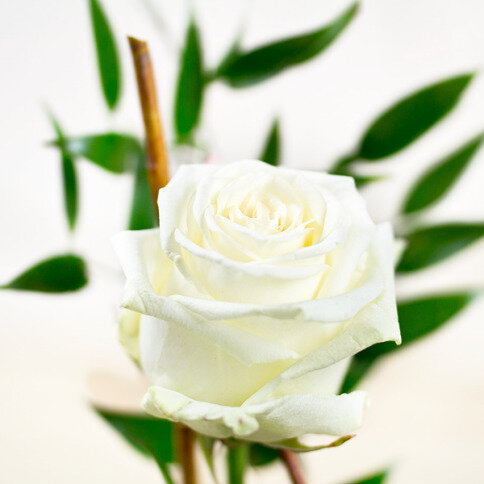 Krémová ruža a belgické pralinky pre zaľúbených