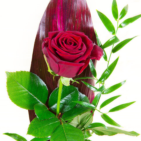 Červená ruža pre zamilovaných na Valentína