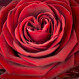 Červená ruža a Chocoheart